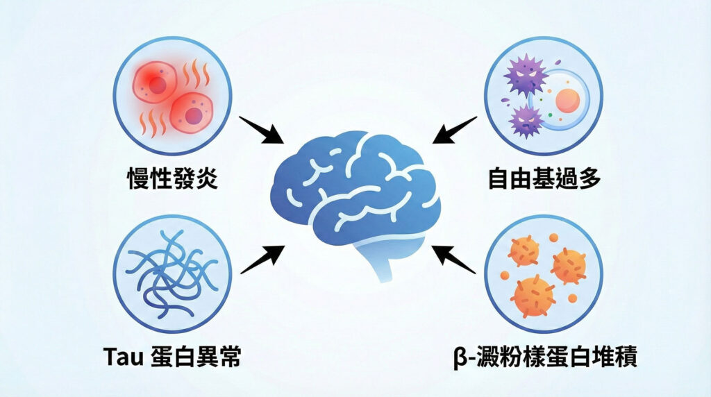 大腦病理示意圖